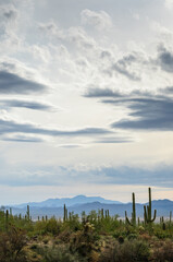 Fototapeta na wymiar Saguaro National Park