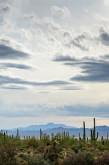 Saguaro National Park