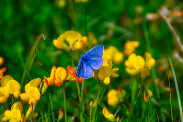 Closeup of a common blue butterfly perched on a yellow flower