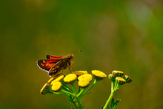 Closeup of a silver-spotted skipper butterfly on a yellow flower