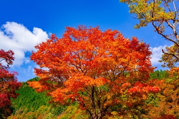 あまがたに渓谷の紅葉