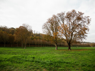 Obraz premium Autumn landscape, forest with green and brown leaves.