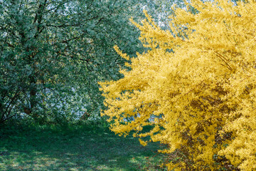 Fototapeta na wymiar Forsythia flowers with green grass. Golden Bell, blooming in spring yellow garden bush