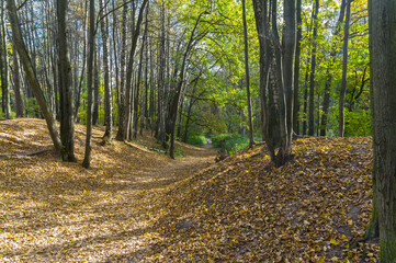 Fototapeta premium Path in the autumn forest