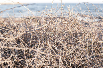 Closeup leafless barren thorny bush with tangled branches, dry dead plant with thorns on branches in Ayia Napa coast in Cyprus, selective focus