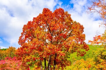 Naklejka premium あまがたに渓谷の紅葉