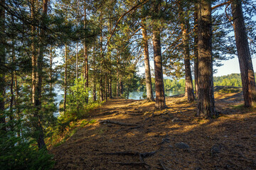 Pine forest on the rock exit. The Village Of Turochak, Altai Republic
