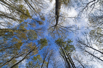 Trees against the sky.