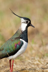 Closeup shot of a northern lapwing in a meadow