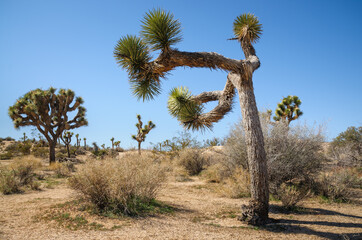 Joshua Tree National Park