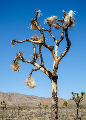 Joshua Tree National Park