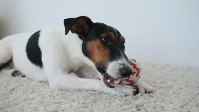Smooth fox terrier standing in rack in room
