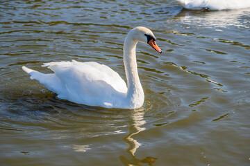 Wild white swans swim in the water on the pond