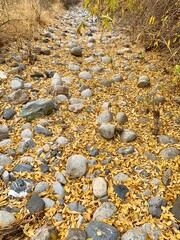 Autumn Leaves Fallen on a Dry River Bed in Utah