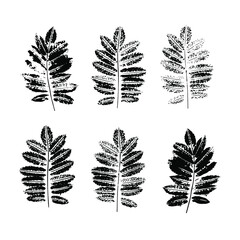 Set of vector leaf imprints. Ashberry leaves on transparent background. Grunge leaves. Design elements. Leaf stamp