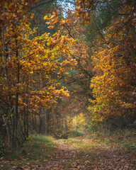 Złota Polska jesień w lesie