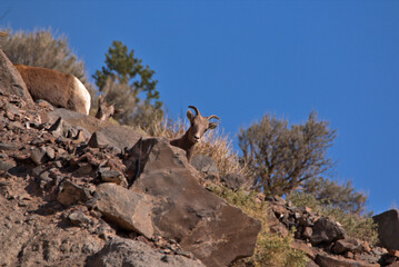 Big horn sheep high above in the San Juan Mountains in southern Colorado