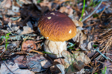 Beautiful boletus edulis mushroom banner in wild forest. White mushroom in autumn day