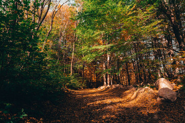 Montseny deep forest colorful autumn in Catalonia, Spain.