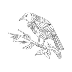 Outline Hand Drawn Tui Bird Adult Coloring