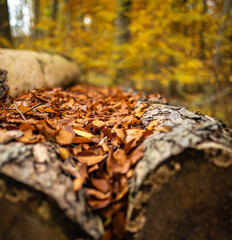 Blätter liegen im Herbst zwischen zwei Baumstämmen im Wald
