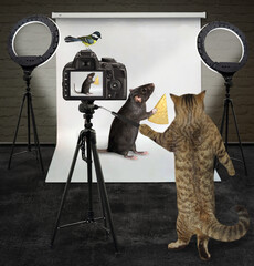 A cat photographer is photographing a black rat with a piece of cheese in its photo studio.