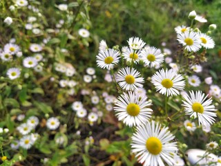 daisies in a meadow