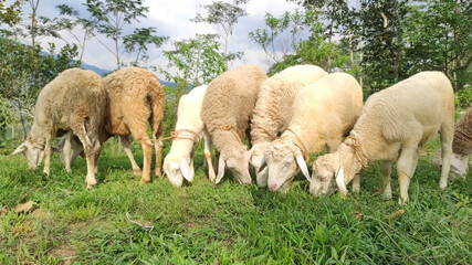 Herd of Sheep Eating Grass in The Meadow. Central Java Indonesia.