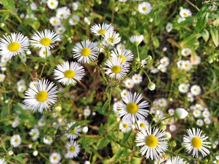 daisies in the garden
