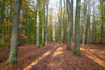 Obraz premium Weg durch einen Wald mit einer Allee am Wegesrand im Herbst