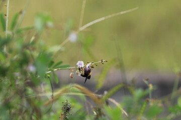 fly on grass