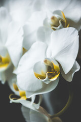 Naklejka na ściany i meble Vintage image of beautiful white orchid.