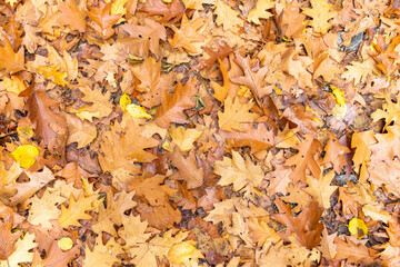 Viele bunte Blätter von oben im Herbst auf dem Waldboden