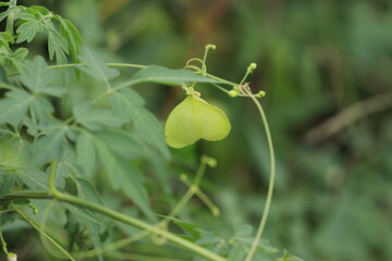 Obraz premium green olives on the tree