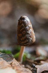 Macro of mushrooms in the forest