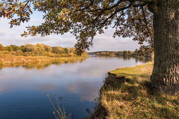 beautiful landscape in oak grove with clumsy branches near river in gold autumn