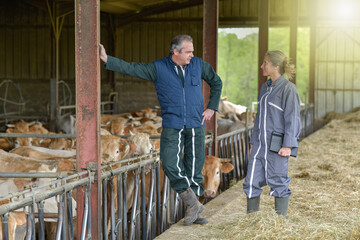 Farmer couple discussing in the stabling beside the cows
