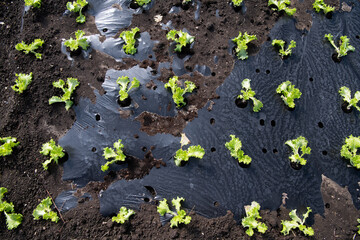 Young lettuce in a greenhouse