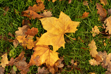 Autumn leaves on the ground,