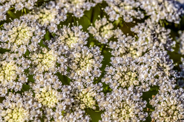 White flowers