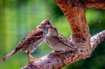 Feeding