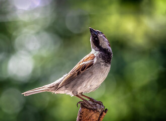 bird on a branch