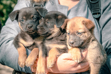 an armful of puppies in the arms of a woman in a gray sweater