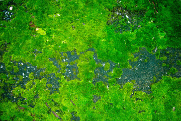 green moss on earth of rain jungle