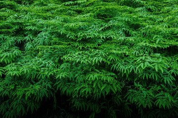 Grüner Baum-Efeu und Baumwand für strukturiertes Hintergrundmuster der Nahaufnahme © Yanukit