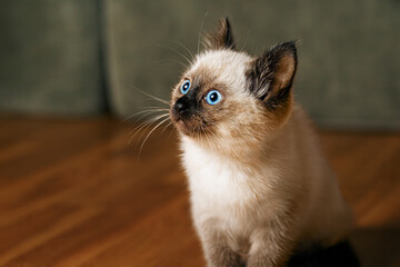 Fototapeta na wymiar Kitty cat with blue eyes, Balinese cat