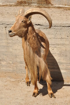 Animal en el zoo