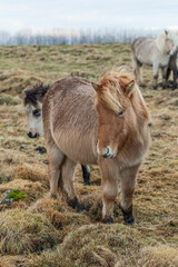 Iceland horses II