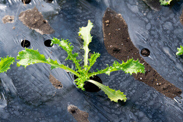 Young lettuce in a greenhouse