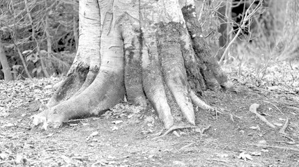 Photo of tree roots and texture of an old trunk